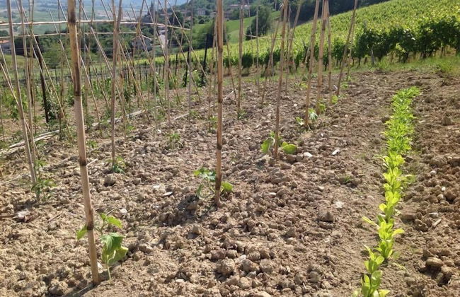 Agriturismo Terre Vineate - Foto 35