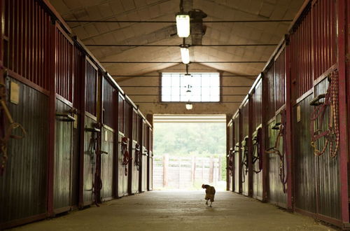 Photo 57 - Agriturismo & Scuderia Fano's Farm