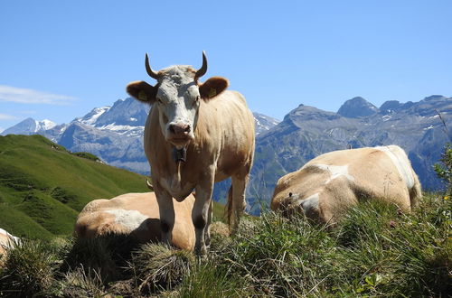 Foto 46 - Alpenchalet Weidhaus