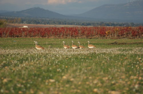 Photo 41 - Finca El Romeral