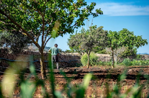 Photo 61 - Finca Sos Ferres D'en Morey