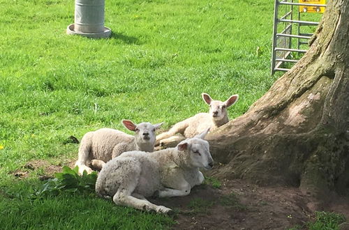 Photo 21 - Broomhills Farm River Eco Pods