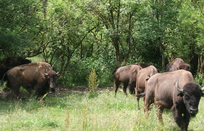 Nature Retreat for Families - Foto 40
