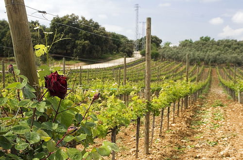 Photo 11 - Bodega Doña Felisa