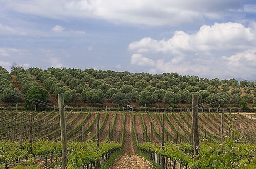 Photo 12 - Bodega Doña Felisa