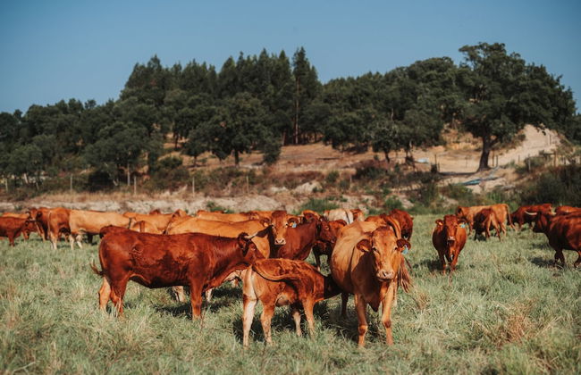 Herdade dos Cordeiros - Photo 39