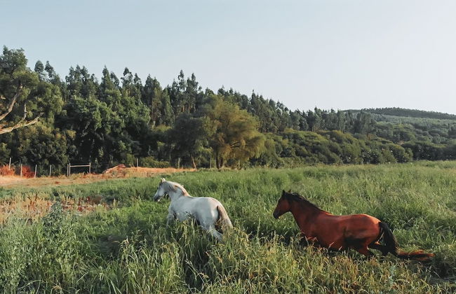 Herdade dos Cordeiros - Photo 42