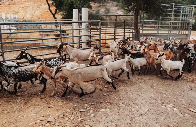 Herdade dos Cordeiros - Photo 41