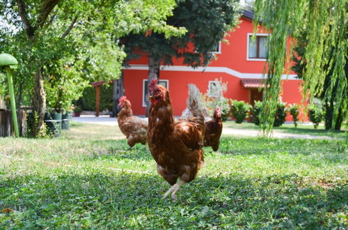 Foto 51 - Agriturismo Ca' La Pergola