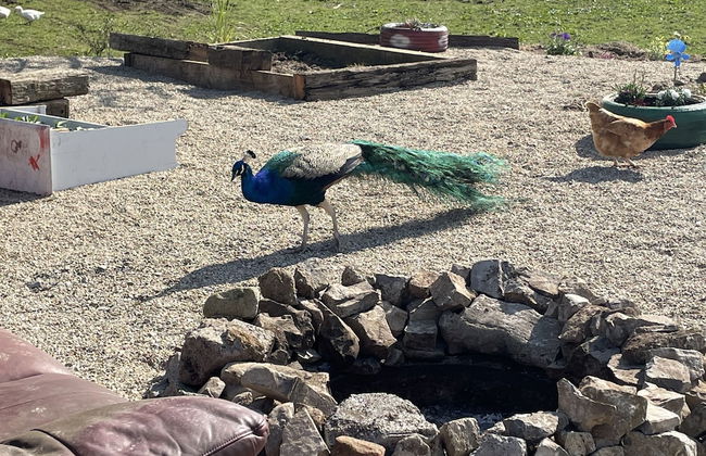 Farm Stay Property Pets and Families Welcome - Foto 42