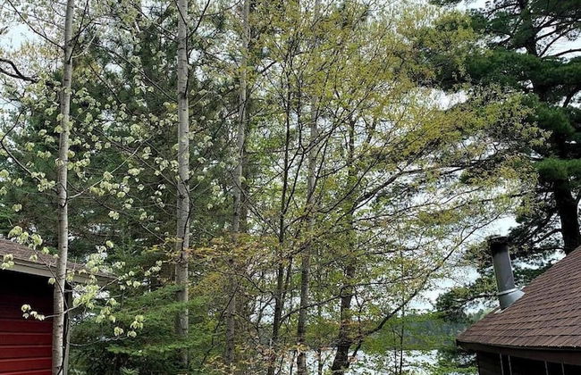 Birch Tree Lodge - Foto 25