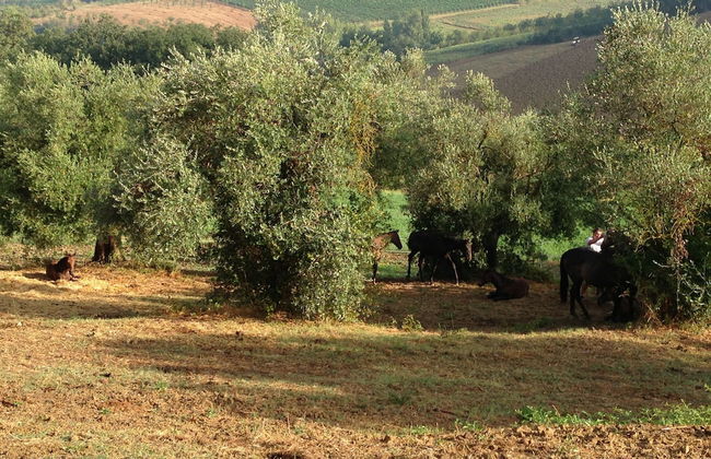 Agriturismi Farina - Foto 33