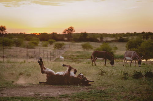 Photo 66 - Blue Hills Ranch