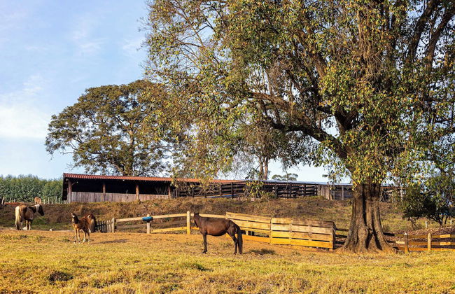 Fazenda Realeza - Foto 72