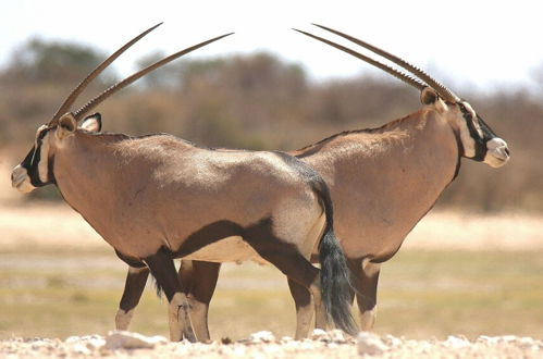 Foto 10 - Khamab Kalahari Reserve