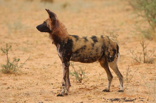 Photo 14 - Khamab Kalahari Reserve