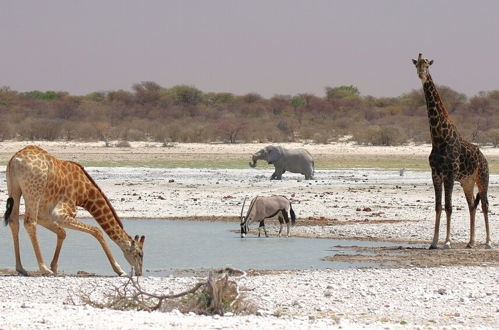 Photo 11 - Khamab Kalahari Reserve