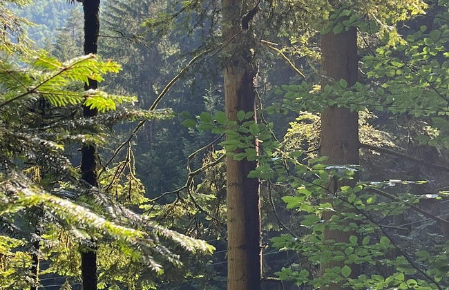 Holiday Home in Hornberg Near Triberg Falls - Foto 18