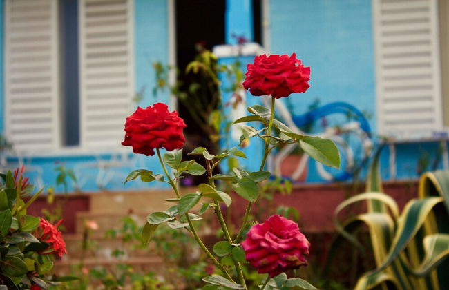 Villa Mario y Ada En Viñales - Foto 12