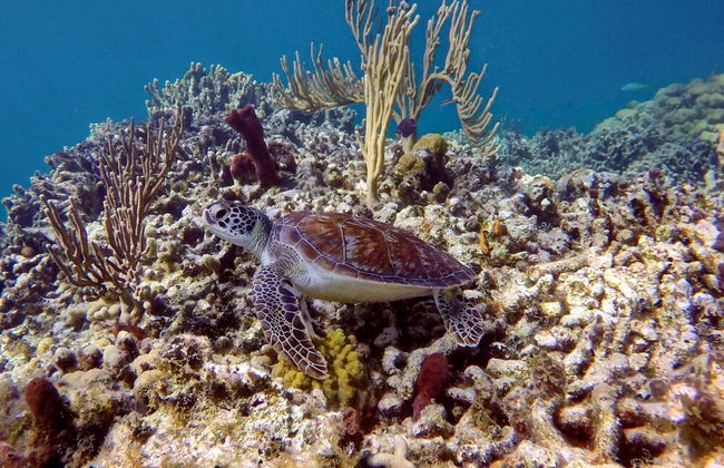 Harbour Club Villas & Marina - Photo 25