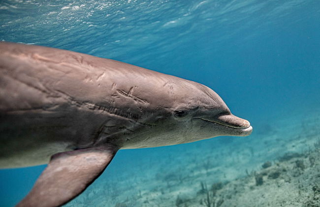 Harbour Club Villas & Marina - Photo 67