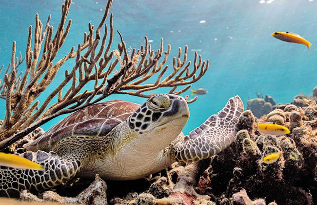 Harbour Club Villas & Marina - Photo 66