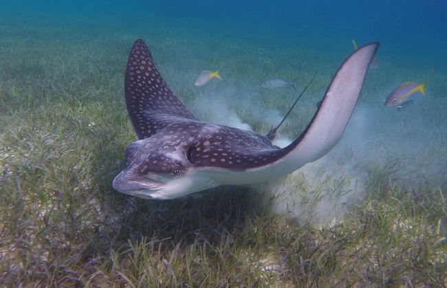 Harbour Club Villas & Marina - Photo 24