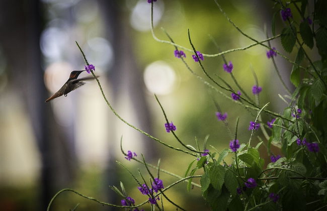 The Bellafonte - Luxury Oceanfront Hotel - Photo 75