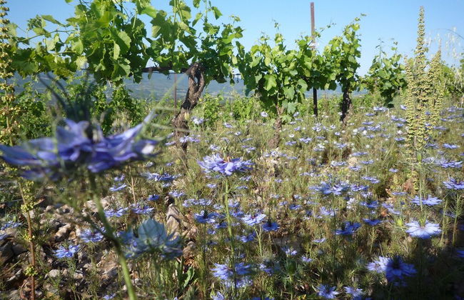 Le Gîte Vigneron - Foto 21