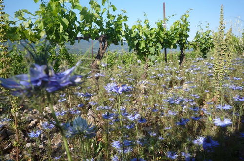 Foto 21 - Le Gîte Vigneron