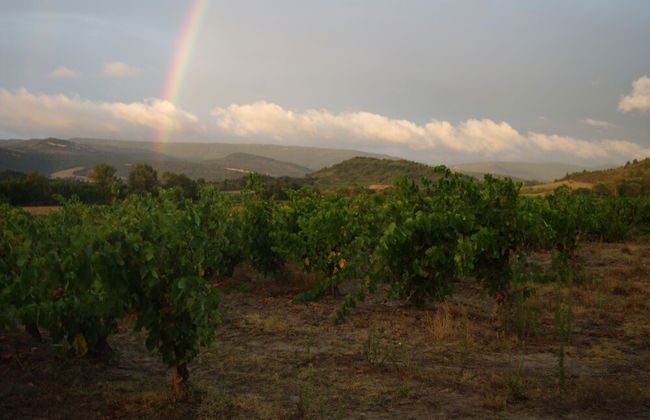 Le Gîte Vigneron - Foto 19
