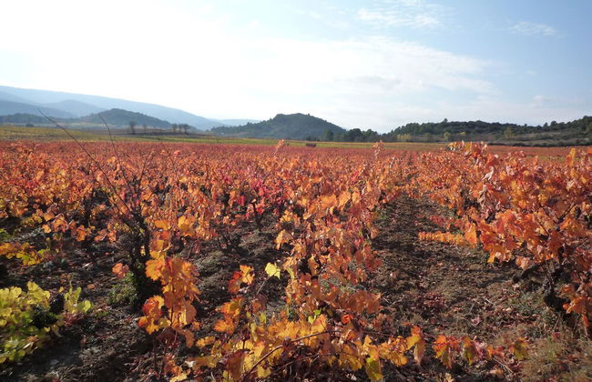 Le Gîte Vigneron - Foto 24