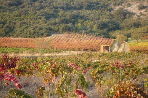 Photo 20 - Le Gîte Vigneron