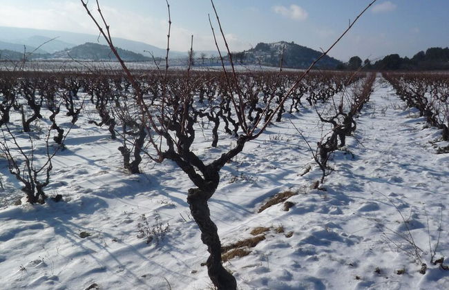 Le Gîte Vigneron - Foto 22