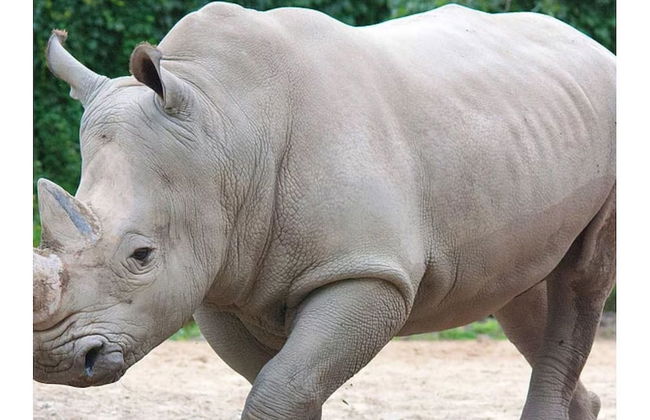 The Rhinos 1 - Foto 13