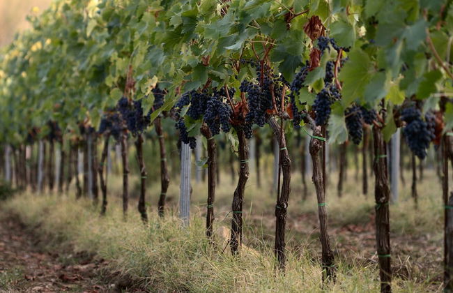 Agriturismo Casagrande - Photo 63