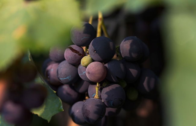 Agriturismo Casagrande - Photo 75