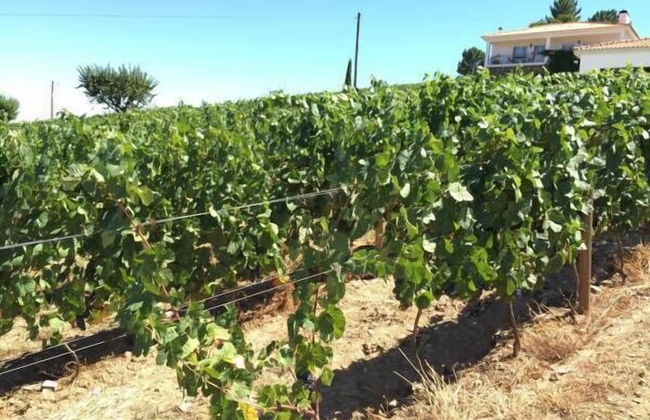 Quinta dos Espinheiros - Foto 29