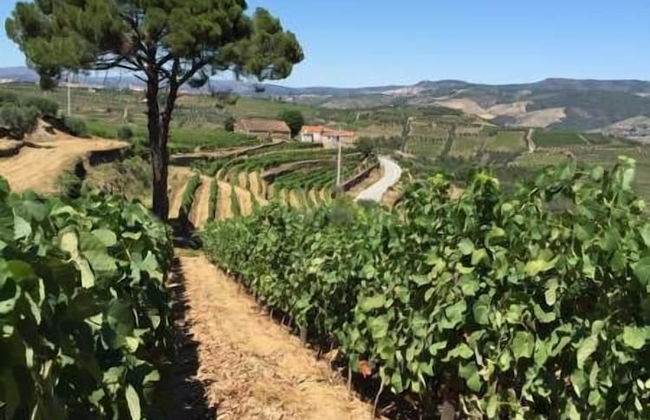 Quinta dos Espinheiros - Foto 27