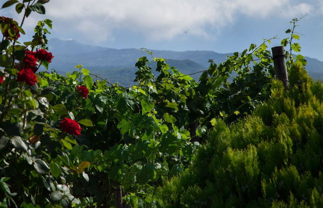 L'Antica Vigna - Foto 35