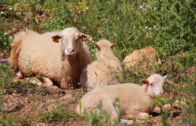 Agroturismo Son Siurana - Foto 48
