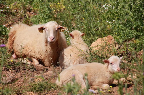 Photo 48 - Agroturismo Son Siurana