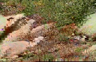 Foto 48 - Agroturismo Son Siurana