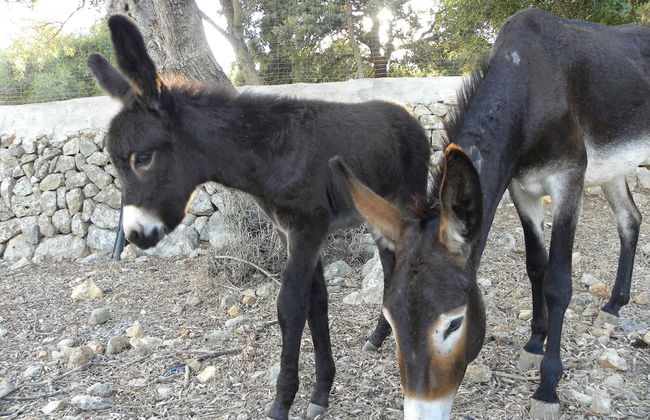 Agroturismo Son Siurana - Foto 44