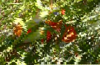 Foto 47 - Agroturismo Son Siurana