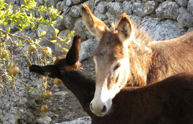 Agroturismo Son Siurana - Foto 46