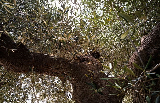 Trullo Paan Pascarosa Ostuni by Typney - Foto 72
