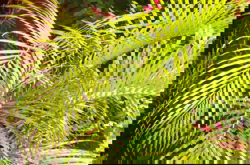 Photo 16 - Tropical Sands