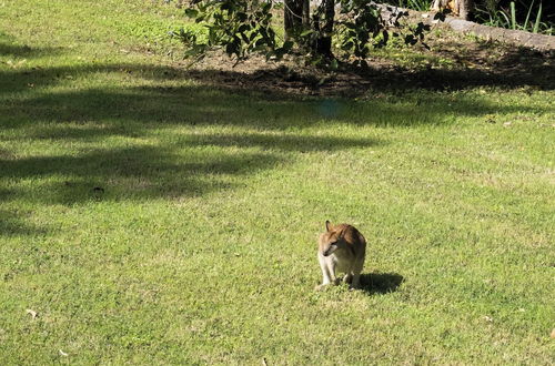 Foto 68 - Airlie Beach Eco Cabins - Adults only