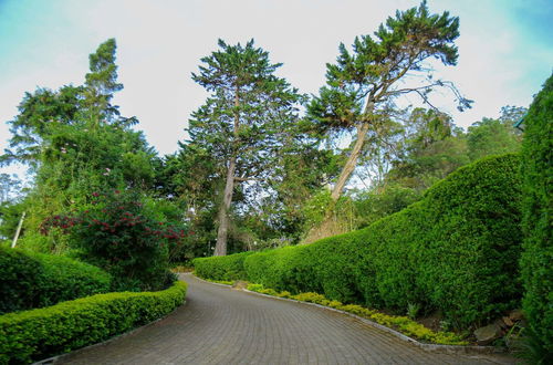 Photo 30 - Brockenhurst Bungalow